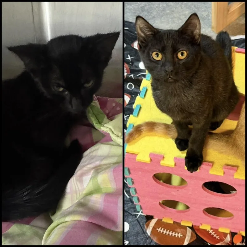 A baby small-sized male Black Domestic Short Hair cat named Pugsley for adoption in Pocono Summit, PA