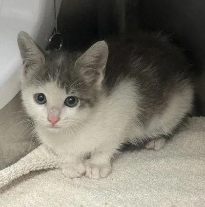A young small-sized male Domestic Short Hair cat named B Moccasin for adoption in North Charleston, SC