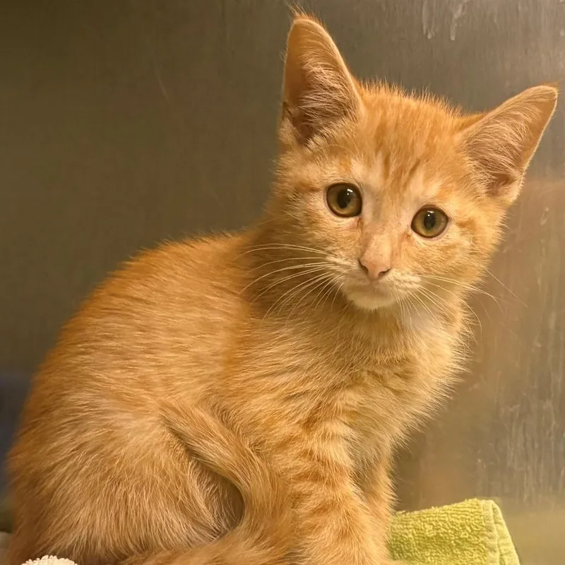 A baby small-sized female Orange / Red Domestic Short Hair cat named Marmelade for adoption in East Hanover, NJ