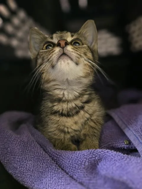 A baby small-sized male Domestic Short Hair cat named Parsley for adoption in Aliquippa, PA