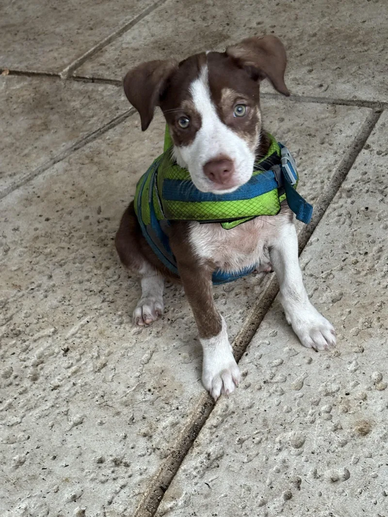 A baby medium-sized female Brown / Chocolate Labrador Retriever dog named Wootsie Puppy Born March for adoption in St. Petersburg, FL