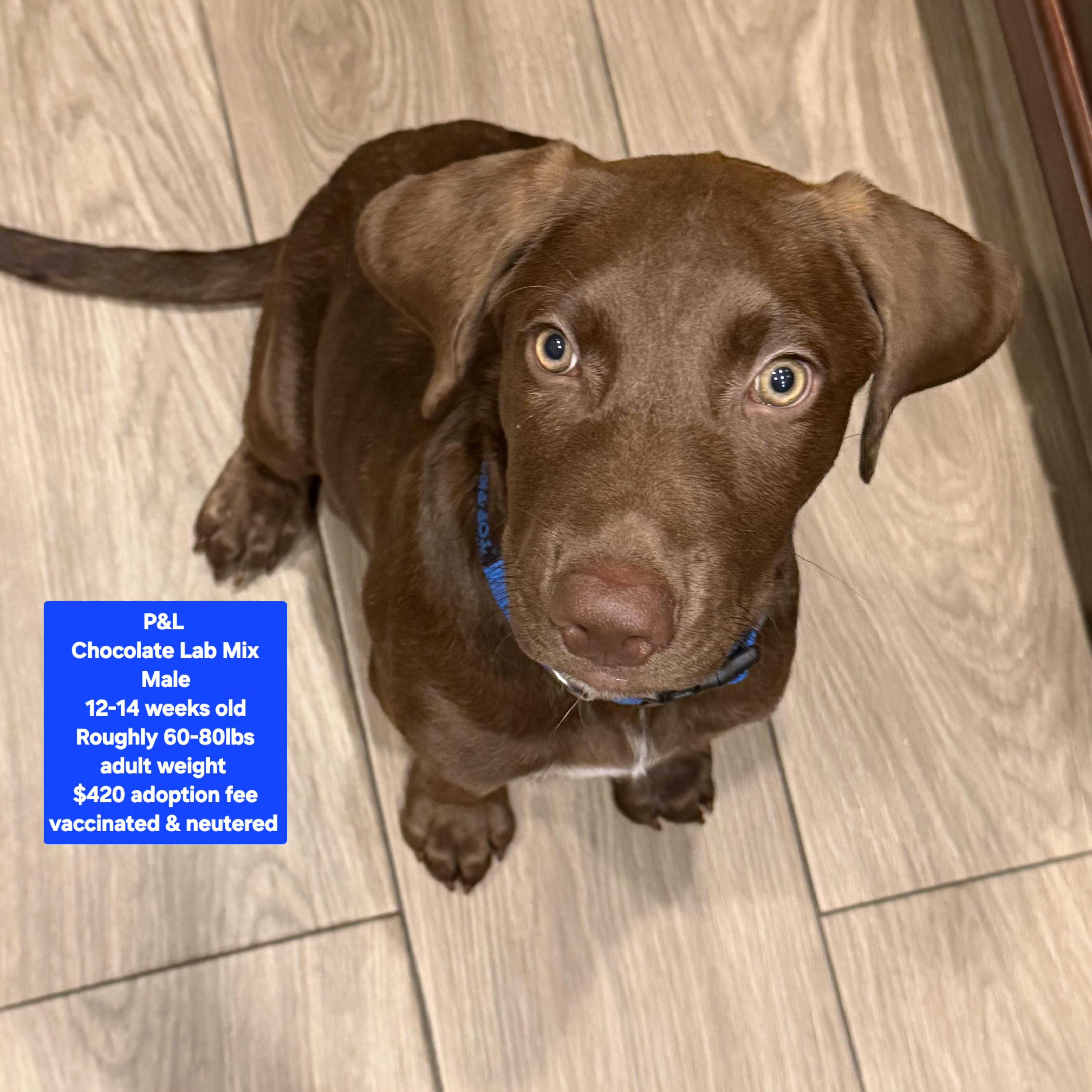A baby large-sized male Chocolate Labrador Retriever dog named P&l for adoption in Oviedo, FL