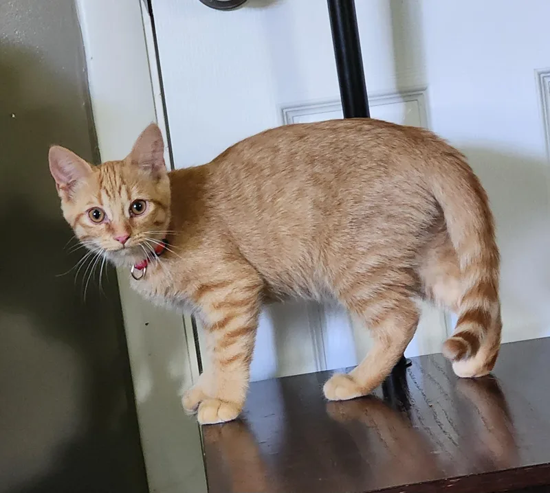 A young medium-sized female Orange / Red Domestic Short Hair cat named Gingie for adoption in Houghton Lake, MI
