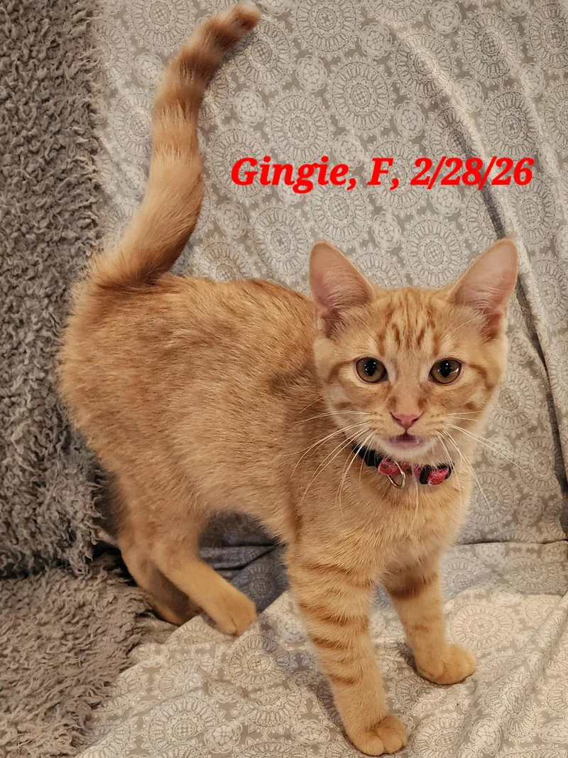 Gingie thumbnail 2