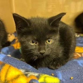 A baby small-sized female Black Domestic Short Hair cat named Bountiful One for adoption in Elyria, OH