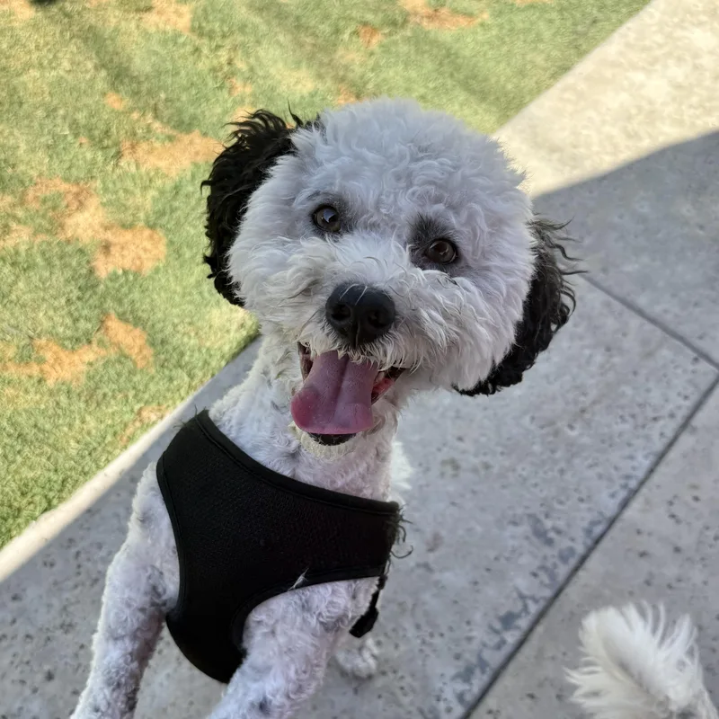 Pepper