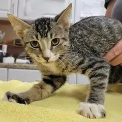 A baby medium-sized male Tabby (Gray / Blue / Silver) Tabby cat named Ben for adoption in Green Valley, AZ