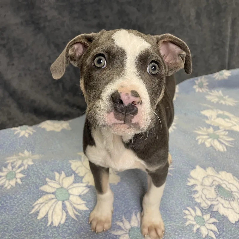 A baby medium-sized male White / Cream Pit Bull Terrier dog named Rick for adoption in Lacon, IL