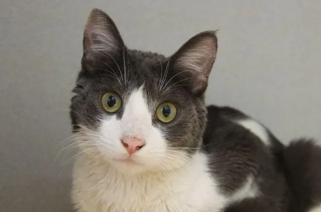 A young small-sized male Domestic Short Hair cat named James Bond for adoption in Tucson, AZ