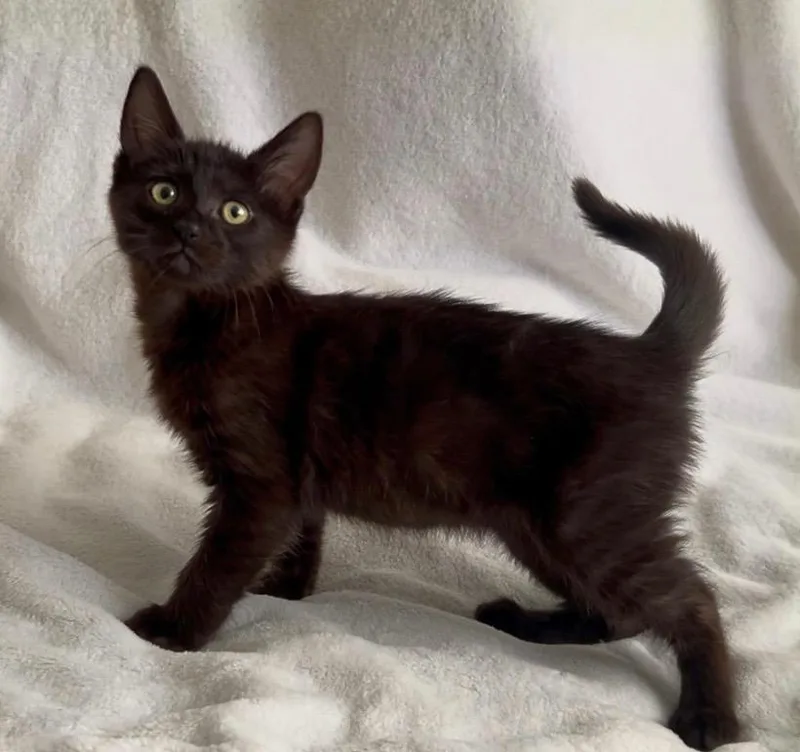A baby medium-sized female Black Domestic Short Hair cat named Claudia for adoption in Oakley, CA