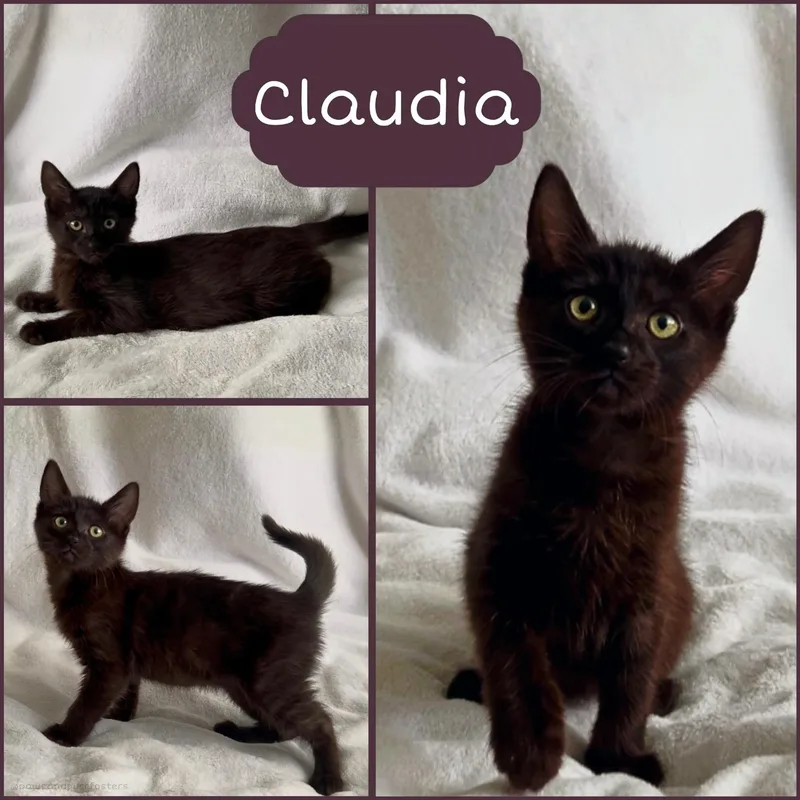 Claudia thumbnail 3