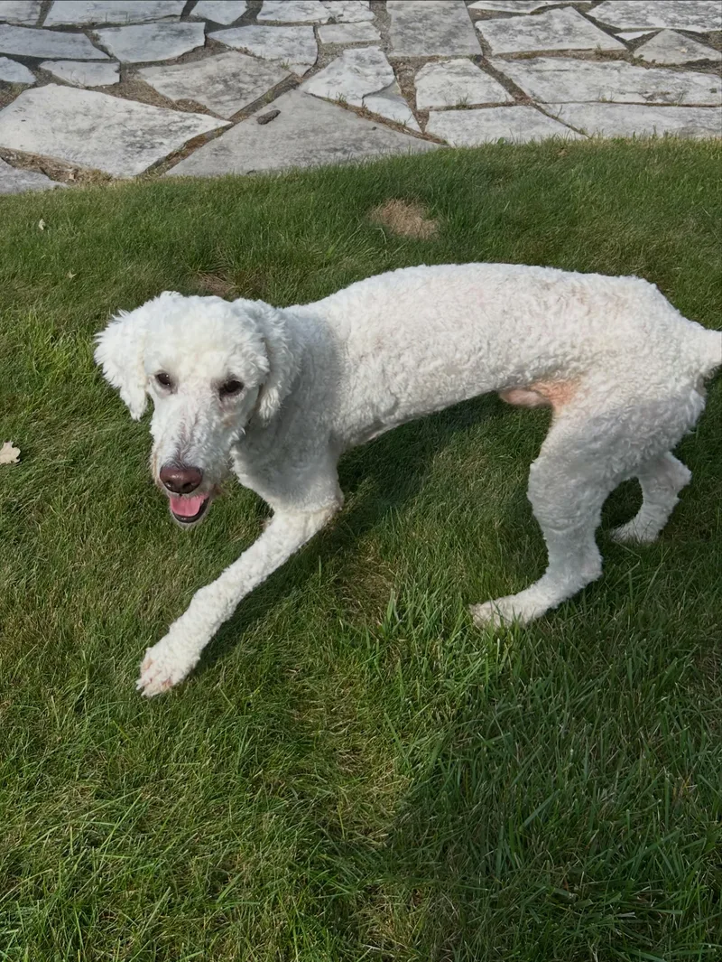 A young medium-sized male White / Cream Standard Poodle dog named Larry for adoption in Detroit, MI