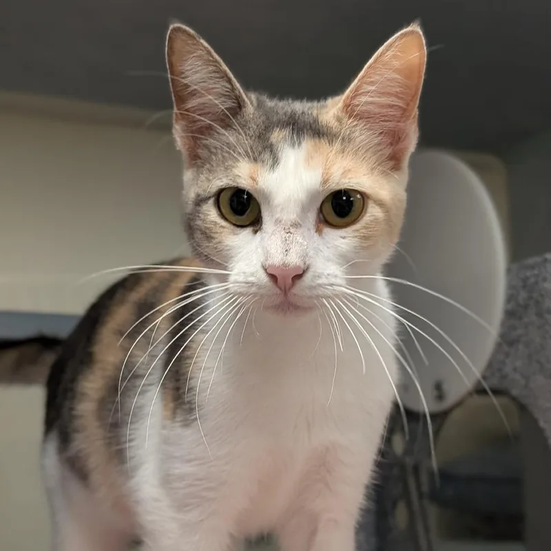 A young small-sized female White Domestic Short Hair cat named Rufina for adoption in Buchanan Dam, TX