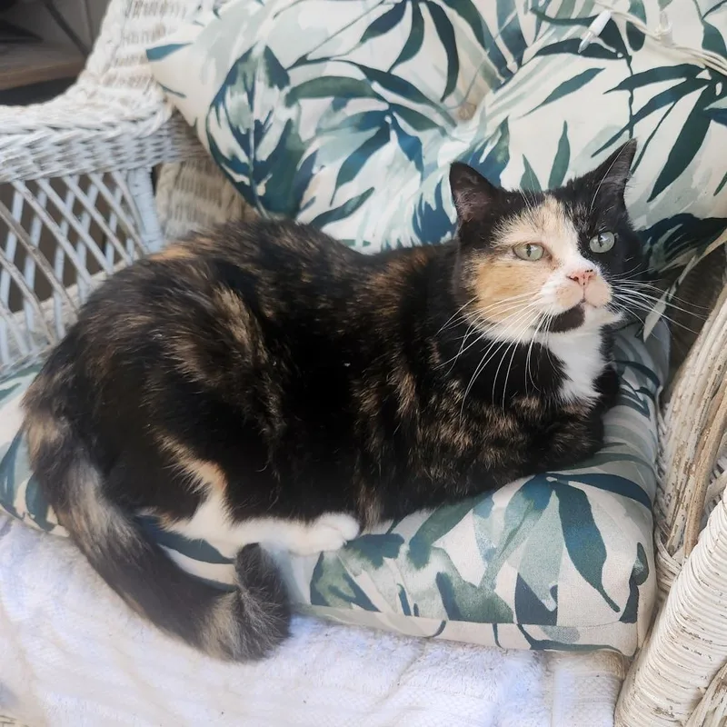 A senior small-sized female Calico Domestic Medium Hair cat named Bella for adoption in Rochester, MN