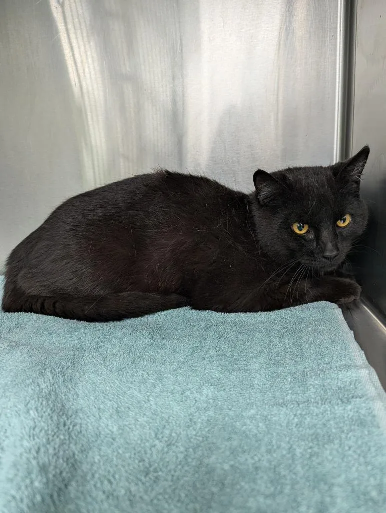 A young medium-sized male Domestic Short Hair cat named Noir for adoption in La Porte, IN