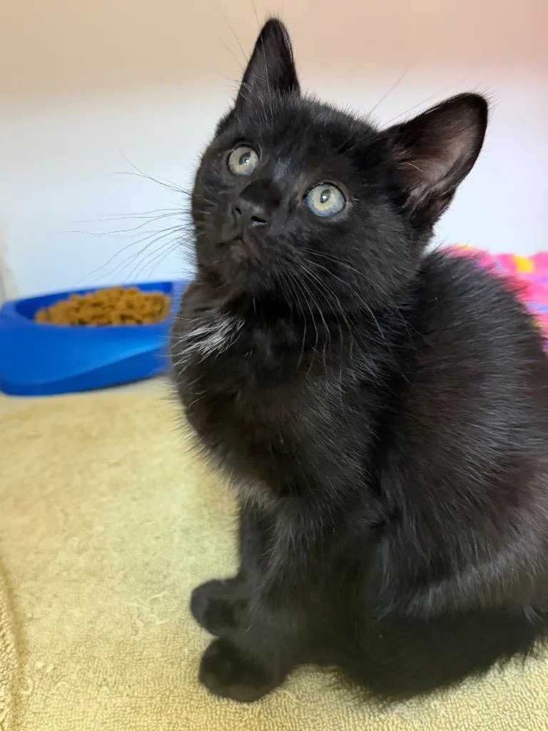 A baby medium-sized female Domestic Short Hair cat named Bella for adoption in Great Bend, KS