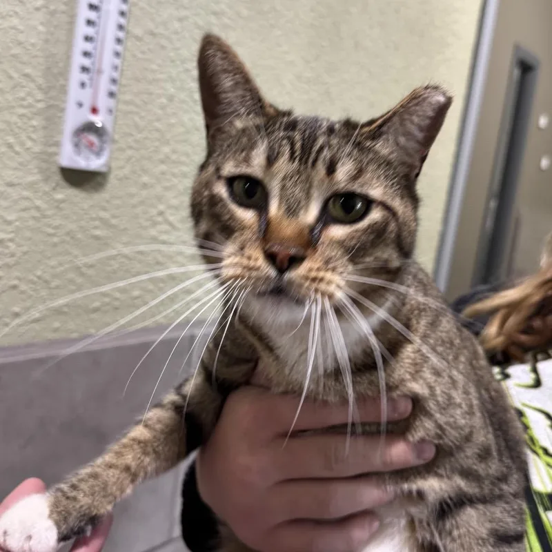 An adult medium-sized male Tabby cat named Kato for adoption in Stagecoach, NV