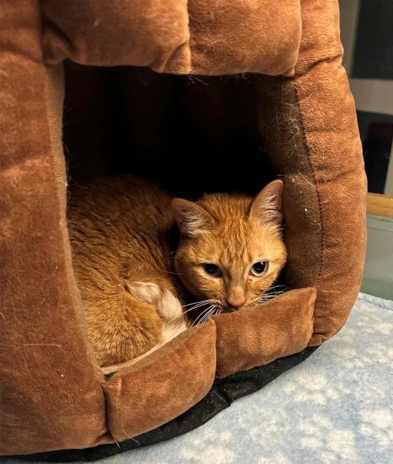 An adult medium-sized female Tabby (Orange / Red) Domestic Short Hair cat named Livvy for adoption in Suffolk, VA