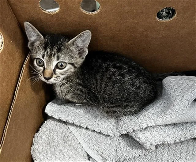 A baby medium-sized female Domestic Medium Hair cat named Phebe for adoption in Dallas, TX