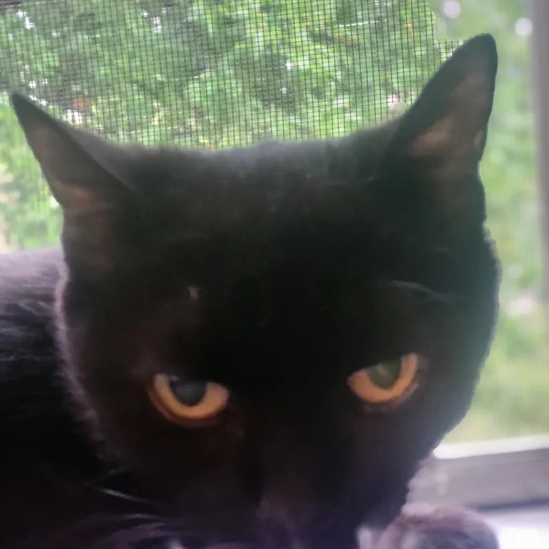 A baby medium-sized female Black Domestic Short Hair cat named Murray for adoption in Medford, MA
