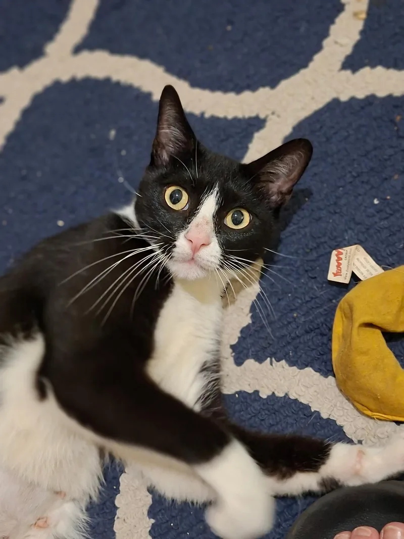 An adult medium-sized female Black & White / Tuxedo American Shorthair cat named Juliette Your New Best for adoption in Stamford, CT
