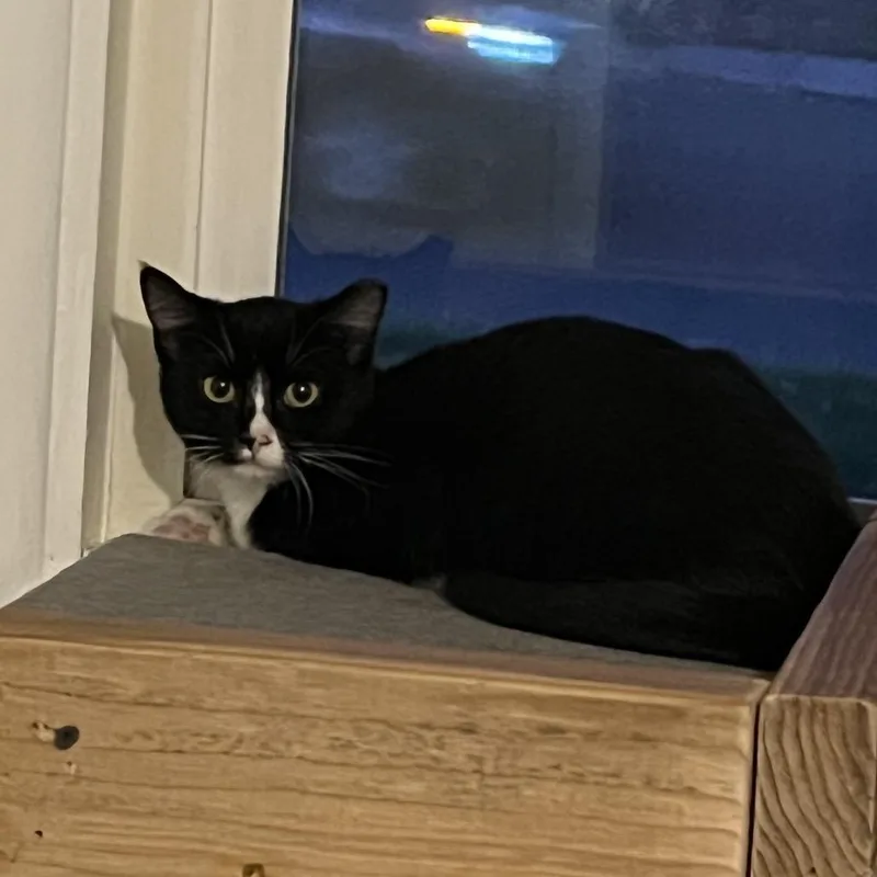 A baby small-sized female Black Domestic Short Hair cat named Moe for adoption in Spokane, WA