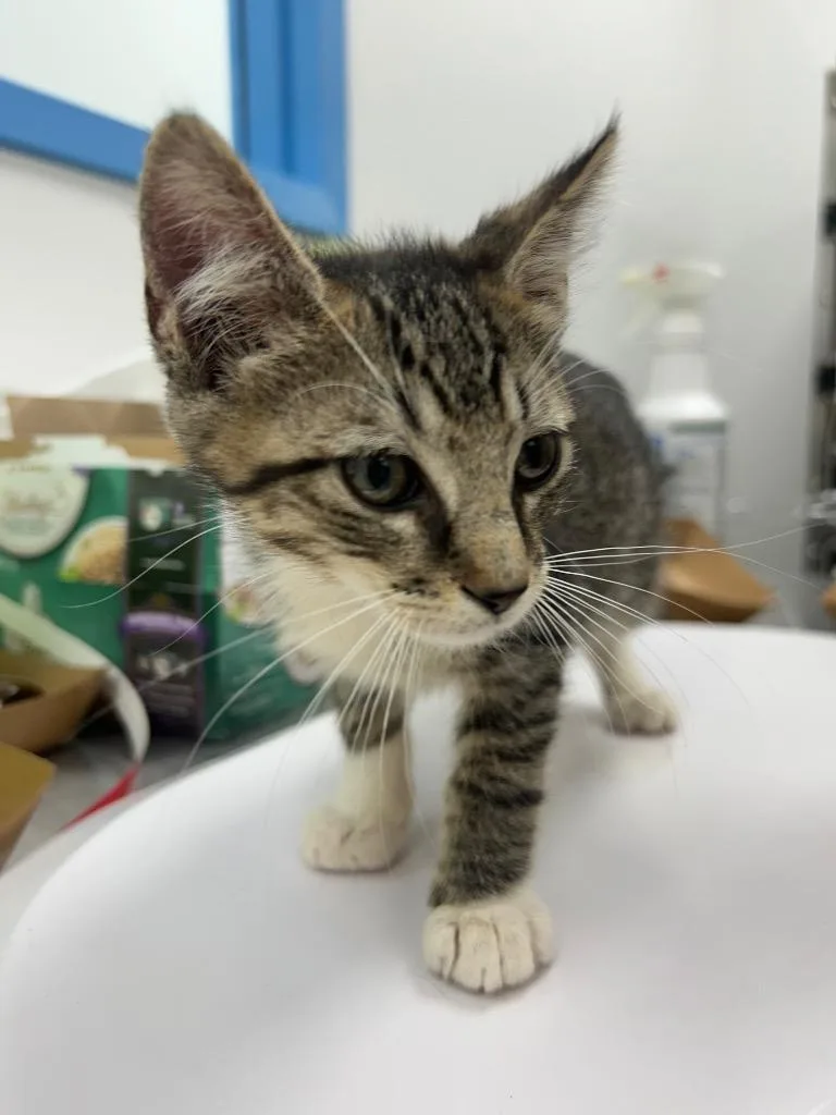 A baby small-sized male Domestic Short Hair cat named Colin for adoption in Hartsville, SC