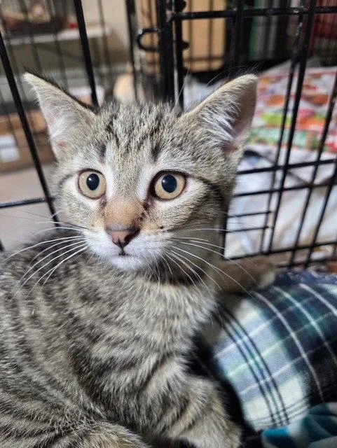 A young medium-sized female Domestic Short Hair cat named Sprout for adoption in Apollo, PA