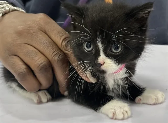 A baby small-sized female Domestic Short Hair cat named Queen Bee for adoption in Upper Marlboro, MD