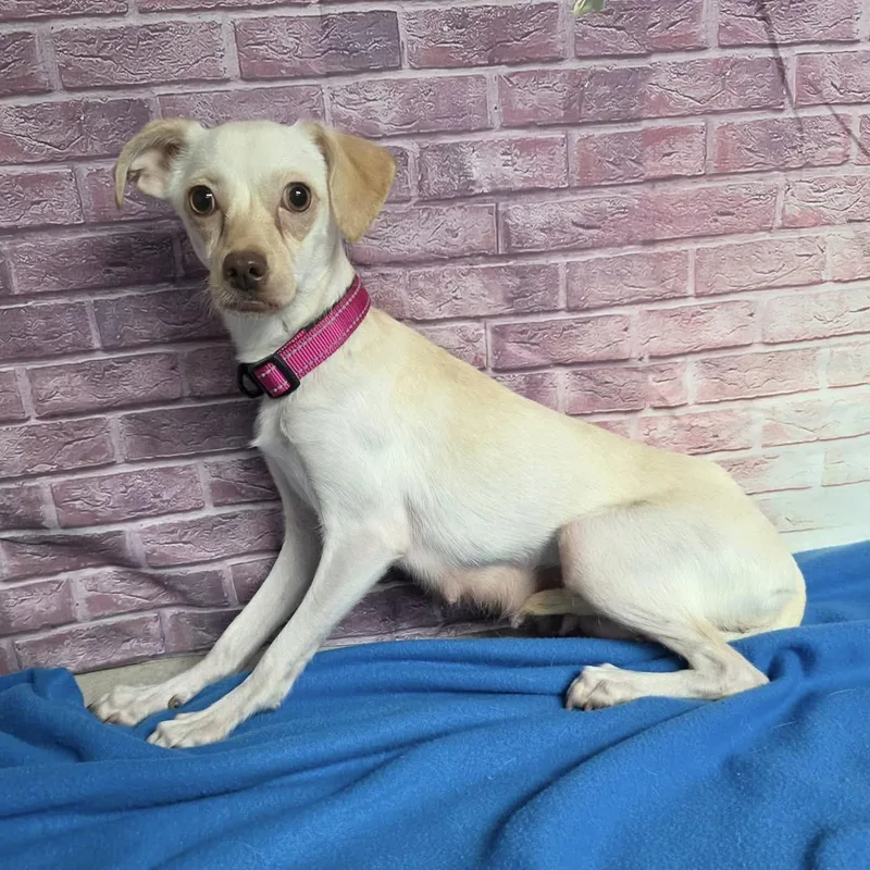 A young small-sized female Yellow / Tan / Blond / Fawn Chihuahua dog named Berry for adoption in Boulder, CO