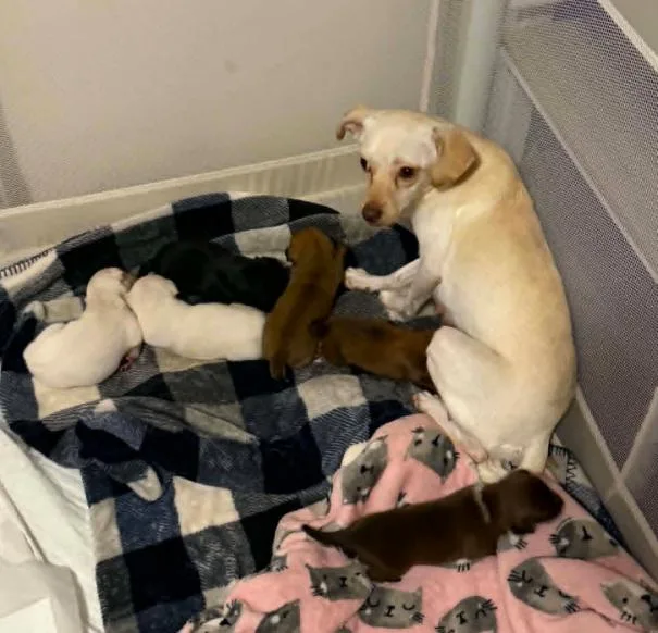 Berry thumbnail 2
