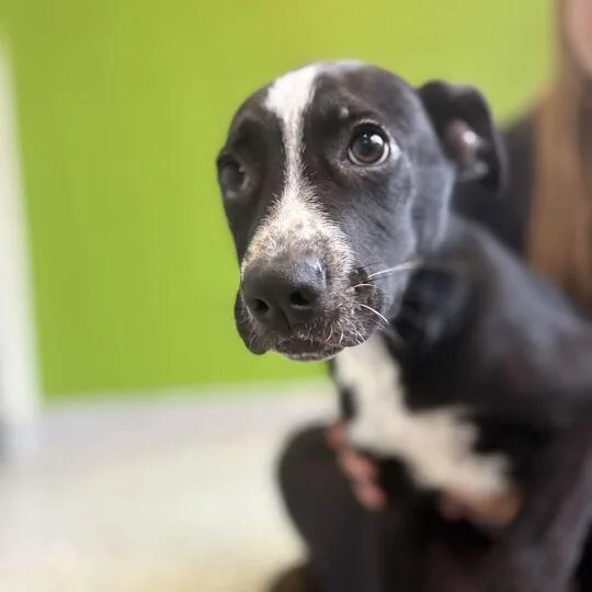 A young medium-sized female Black German Shepherd Dog dog named Megara for adoption in Jackson, MI