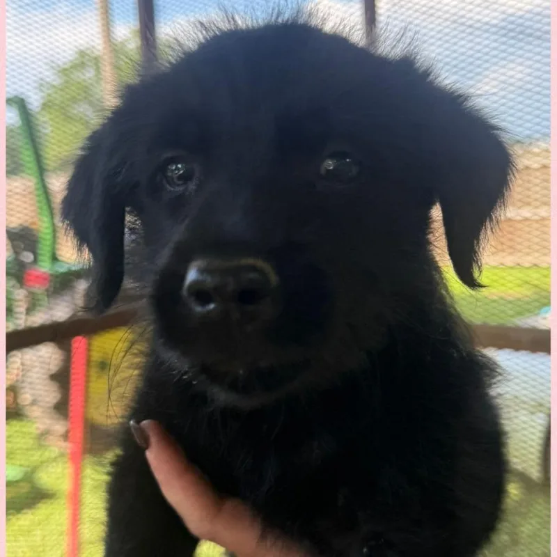 A baby small-sized female Black Mixed Breed dog named Ally for adoption in Allentown, PA
