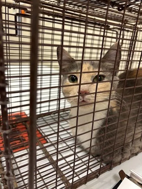 A young medium-sized female Domestic Short Hair cat named 2026-06-130 for adoption in Winder, GA