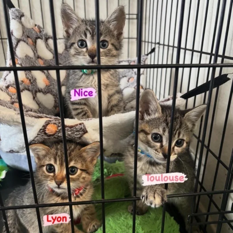 A baby small-sized female Gray / Blue / Silver Domestic Short Hair cat named Nice for adoption in Westminster, CA