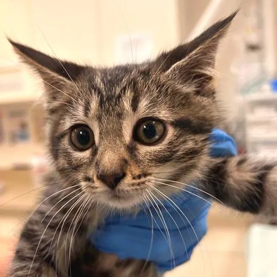 A baby small-sized female Brown / Chocolate Domestic Short Hair cat named Tokyo for adoption in Woodinville, WA