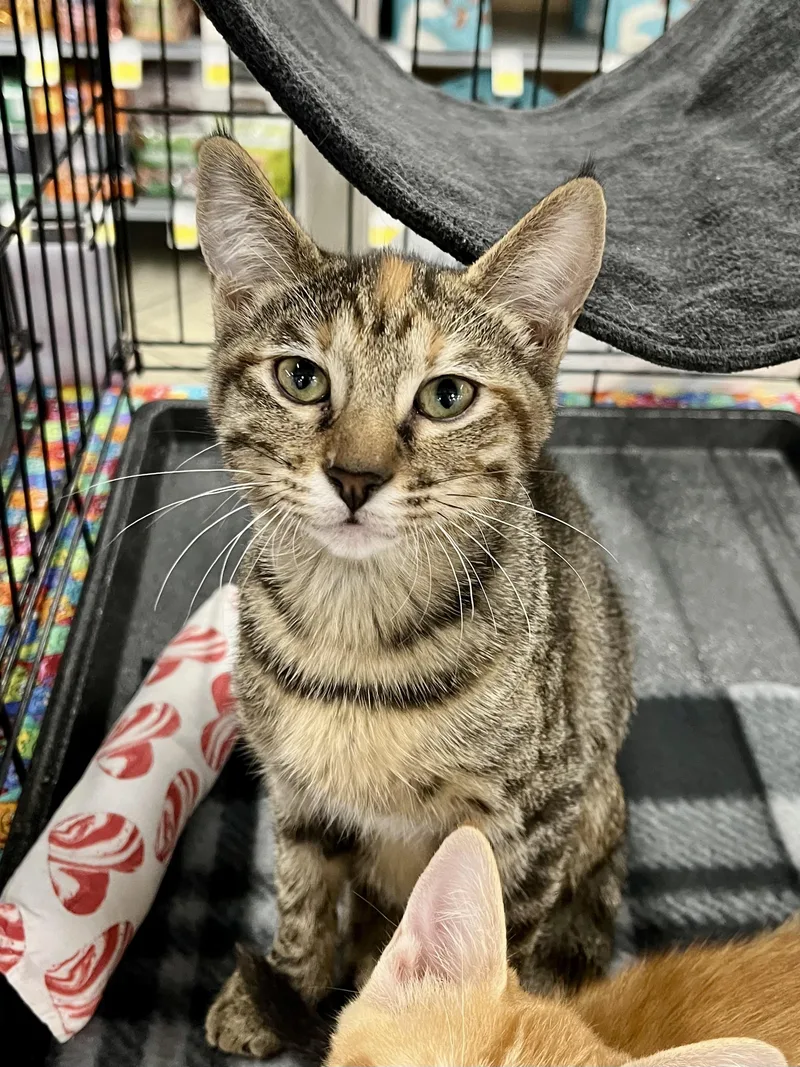 A baby small-sized female Torbie cat named Dottie MCB for adoption in Schertz, TX