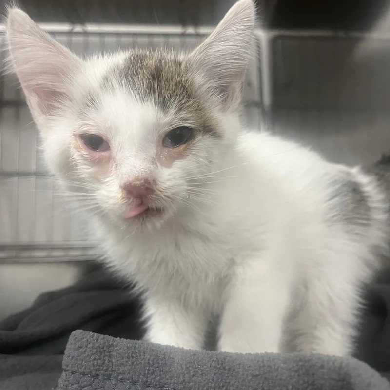 A baby small-sized female White Domestic Short Hair cat named Yuki for adoption in Idaho Falls, ID