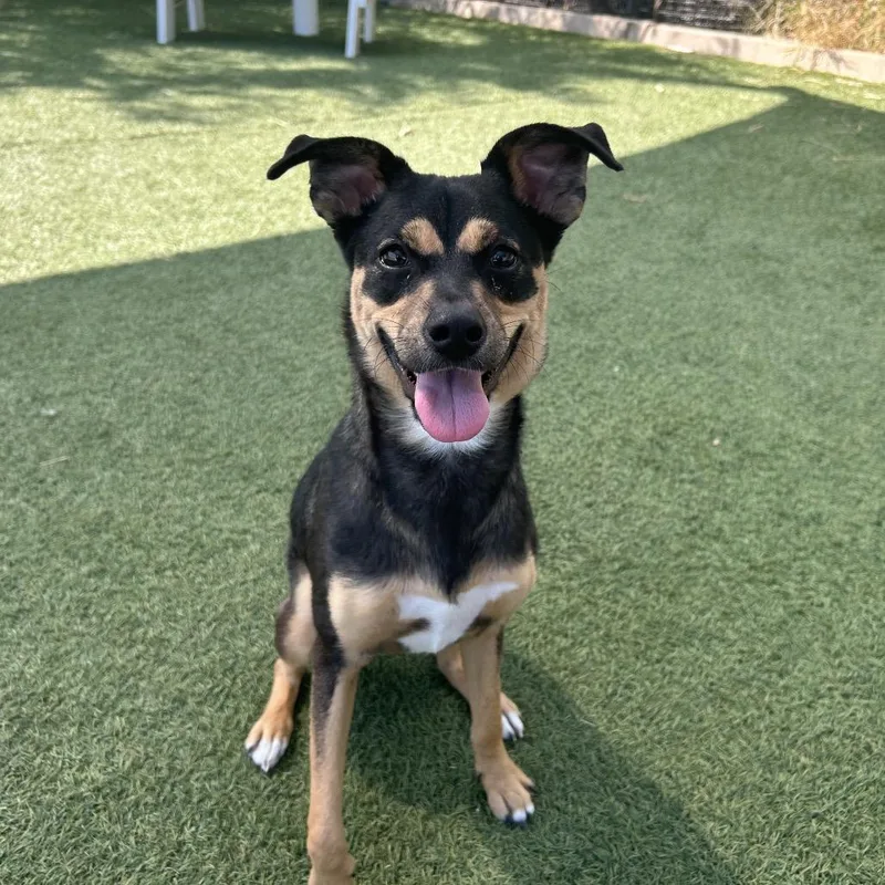 A young medium-sized female Mixed Breed dog named Jolene for adoption in Galveston, TX