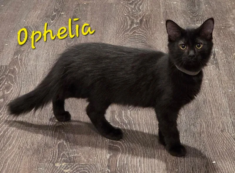 Ophelia