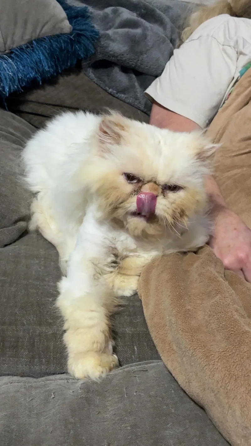 An adult medium-sized male Persian cat named Mr. Miyagi & Poe for adoption in Tampa, FL
