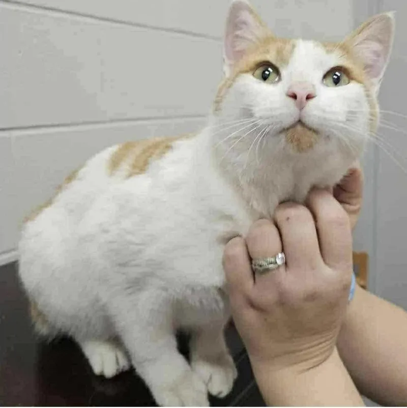 An adult large-sized male Domestic Short Hair cat named Nomad for adoption in Virginia Beach, VA