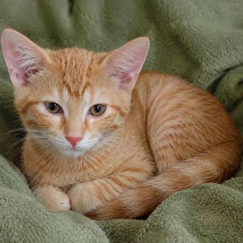 A baby small-sized female Orange & White Domestic Short Hair cat named Pixie for adoption in Kansas City, MO