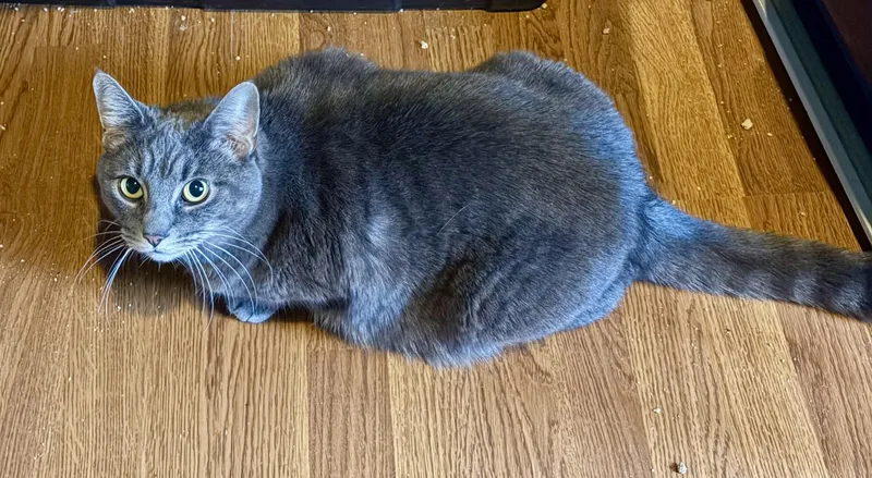 Sassy Sophia thumbnail 2