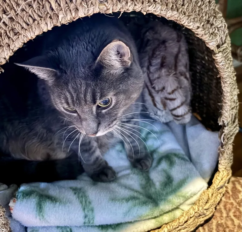 Sassy Sophia thumbnail 3