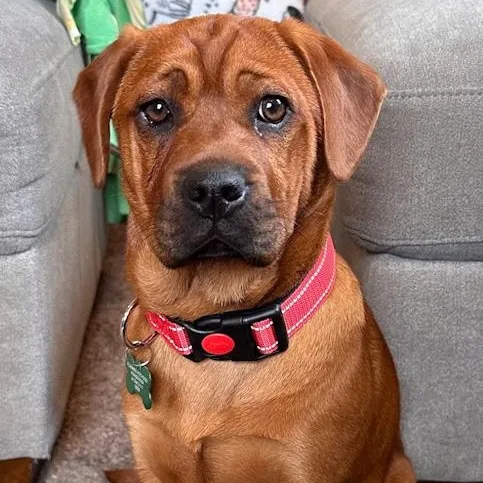 Hula Hippo thumbnail 2