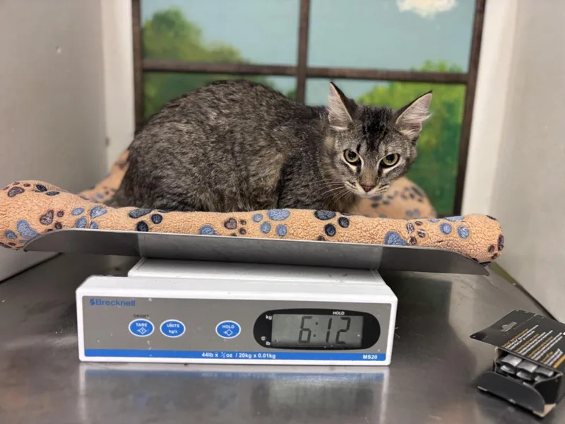 An adult large-sized male Domestic Short Hair cat named Curuba for adoption in Houston, TX
