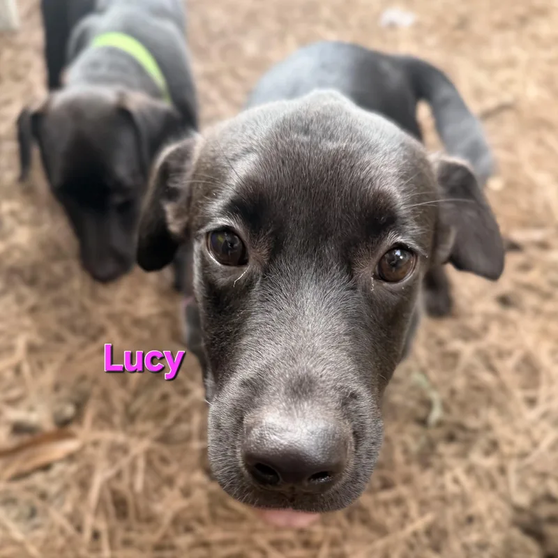 Linus & Lucy