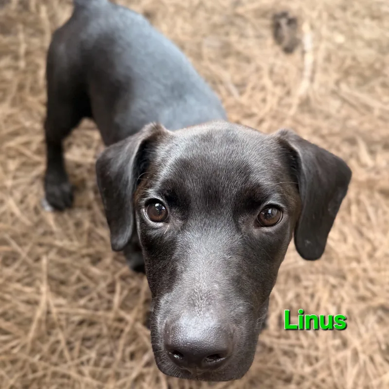 Linus & Lucy thumbnail 2