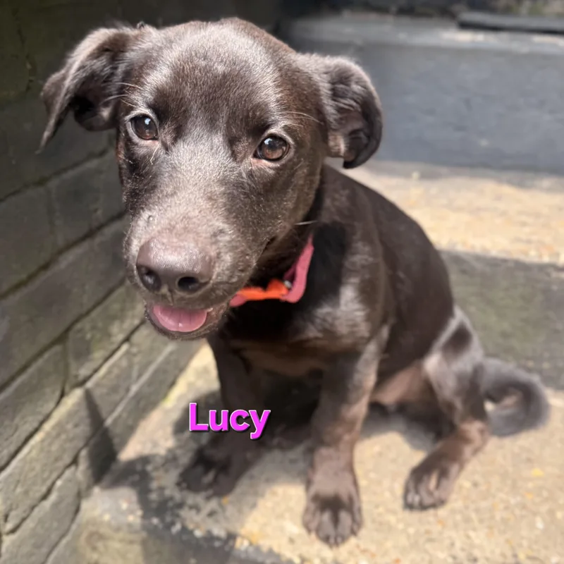 Linus & Lucy thumbnail 4